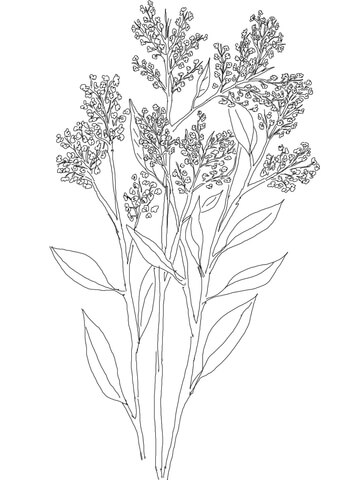 Gypsophila Or Baby'S Breath Coloring Page